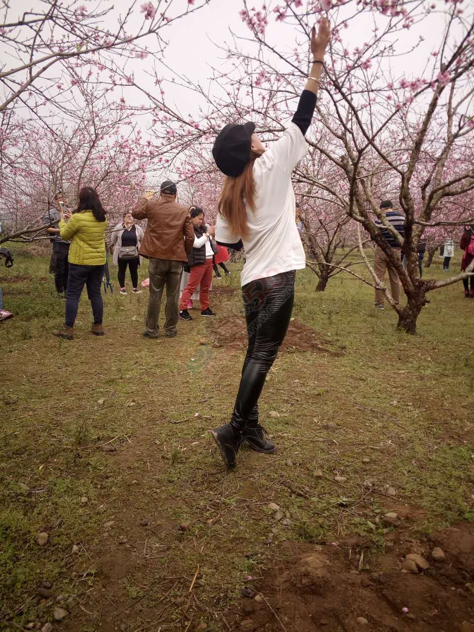 赏嘉会太平千亩桃花油菜花、桃花园中打窑仔活动召集帖[桂林恭城]329 / 作者:admin2 / 帖子ID:193314