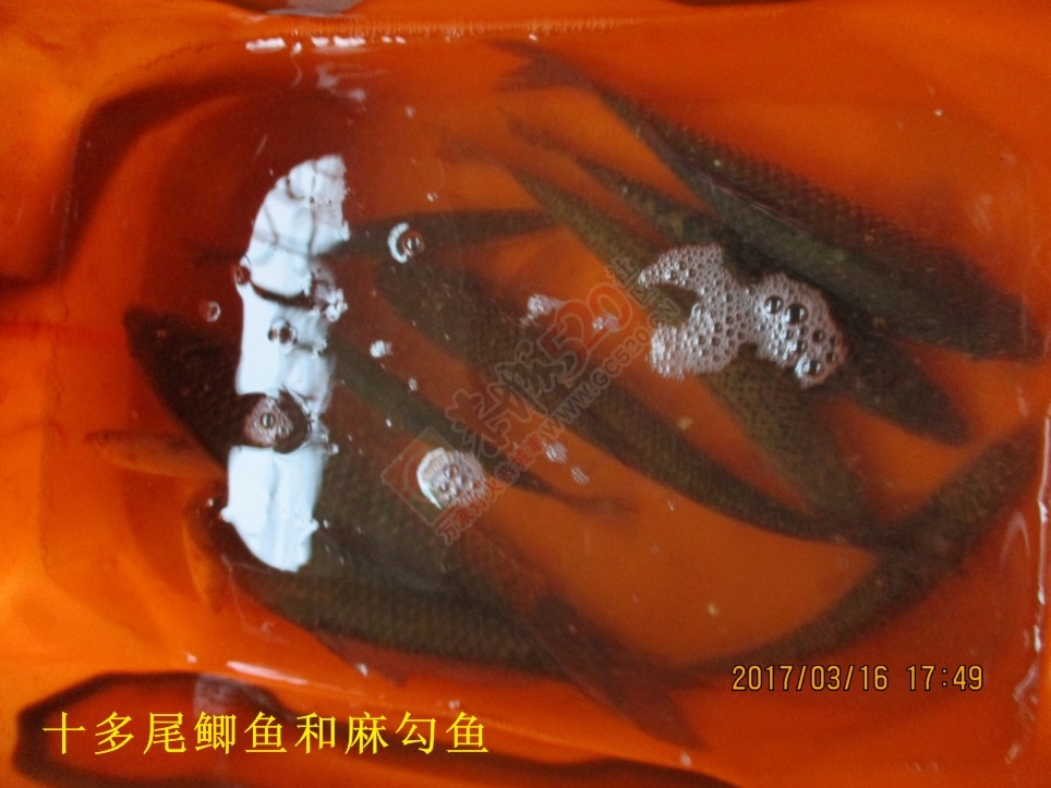 调四钓二好？还是调平水钓两目好？MDG636 / 作者:MDG / 帖子ID:192746