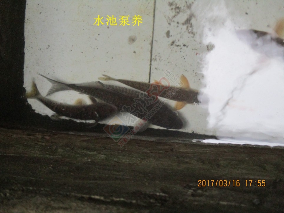 调四钓二好？还是调平水钓两目好？MDG456 / 作者:MDG / 帖子ID:192746