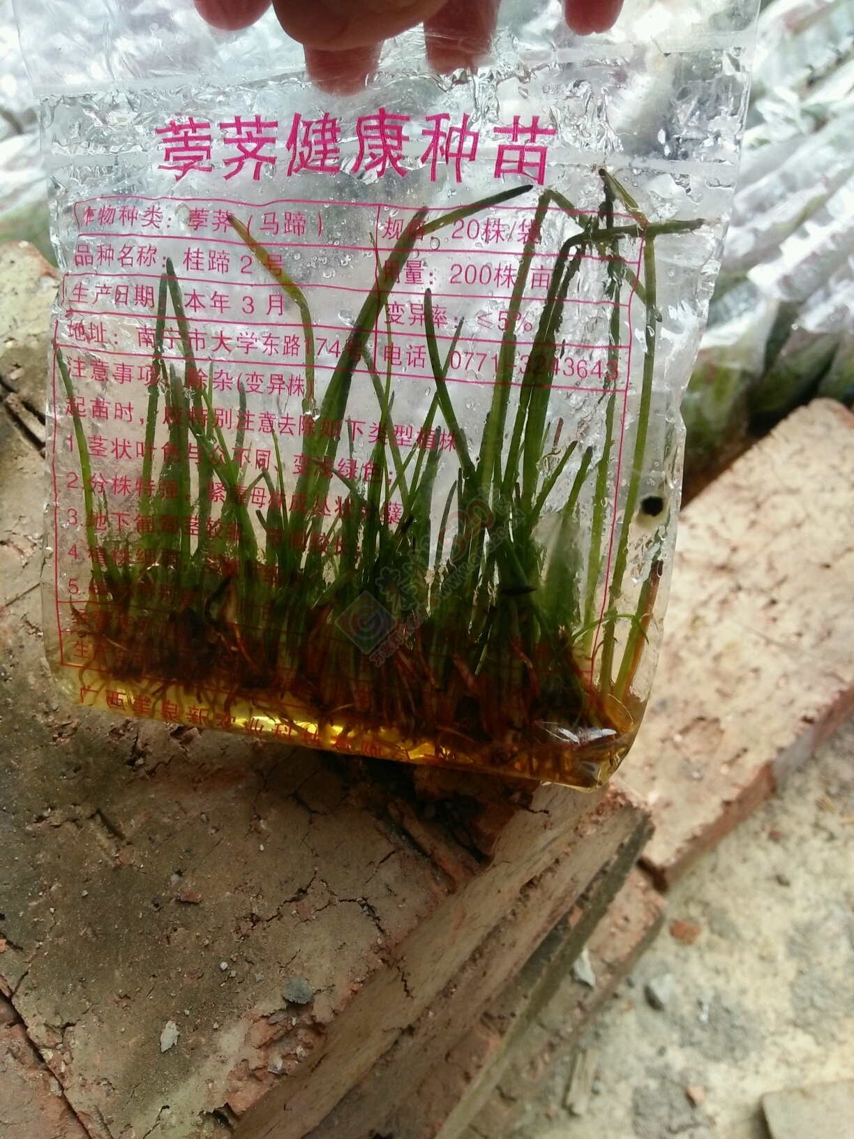 出售马蹄苗549 / 作者:平凡之路WYX / 帖子ID:202344
