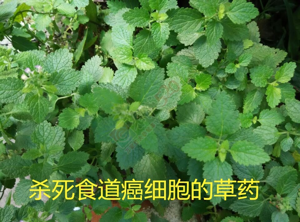 圆 您 中 医 大 夫 梦853 / 作者:时珍后人 / 帖子ID:206779