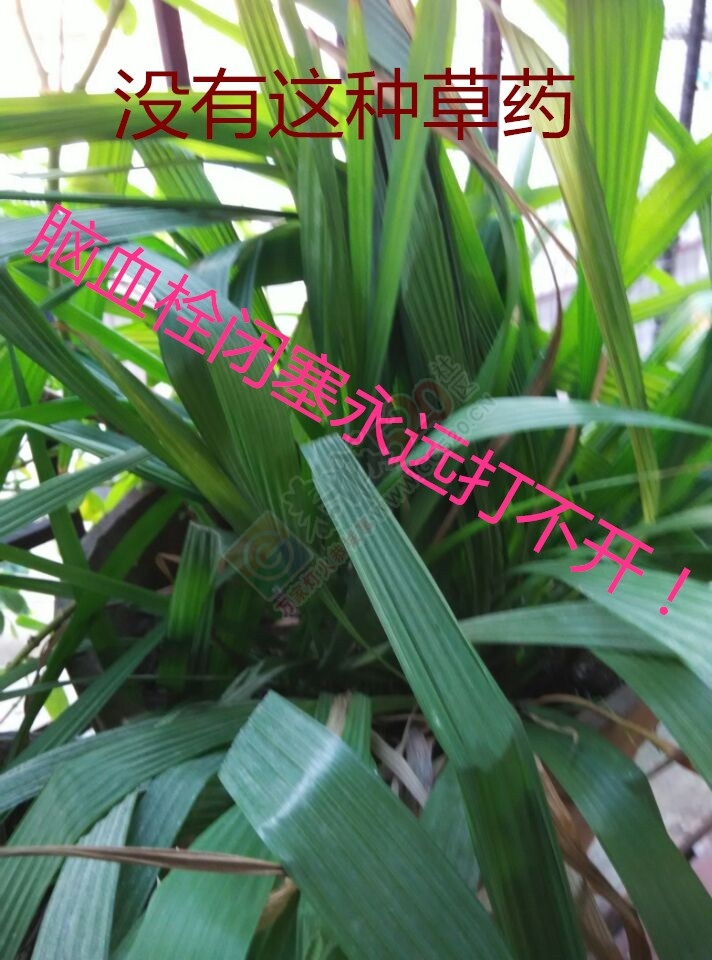 圆 您 中 医 大 夫 梦359 / 作者:时珍后人 / 帖子ID:206779