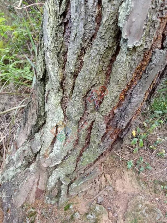 可怕！加会鸭塘村松毛虫爆发，及屋檐、房门、窗户到处都是松毛虫！335 / 作者:单身狗的生活 / 帖子ID:206903