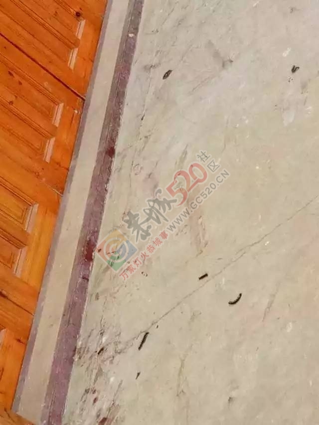 可怕！加会鸭塘村松毛虫爆发，及屋檐、房门、窗户到处都是松毛虫！184 / 作者:单身狗的生活 / 帖子ID:206903