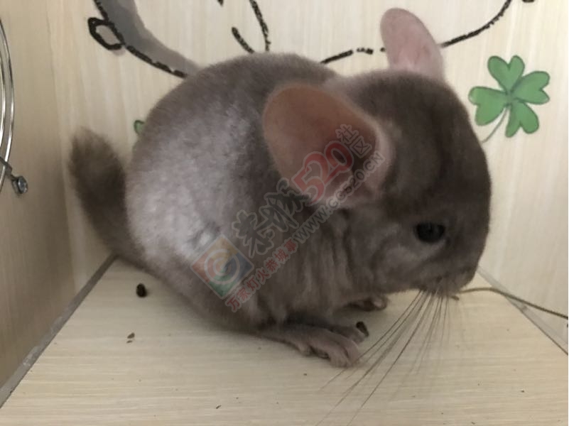 看看我家的多多4 / 作者:8747720@qq.com / 帖子ID:206957