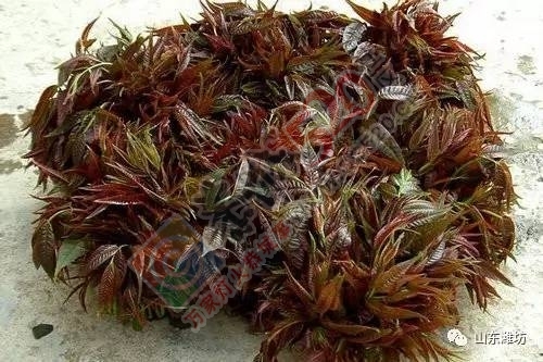 健康┃春季野菜香，咋吃才健康？595 / 作者:健康小天使 / 帖子ID:207400