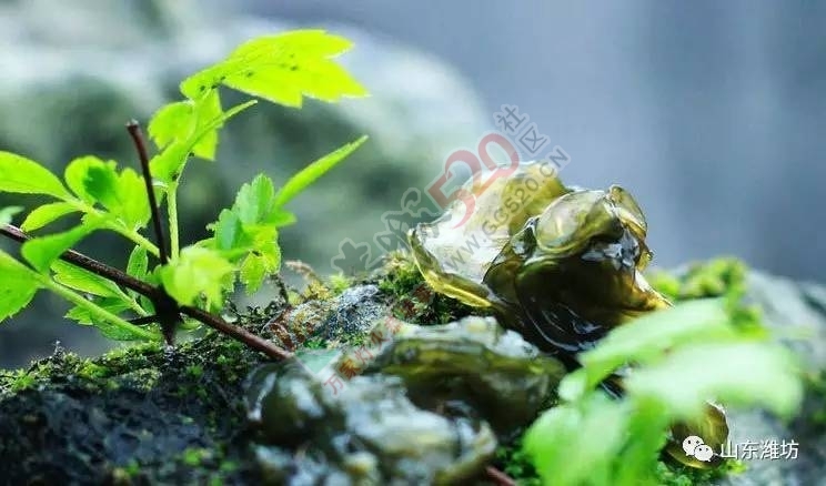 健康┃春季野菜香，咋吃才健康？253 / 作者:健康小天使 / 帖子ID:207400