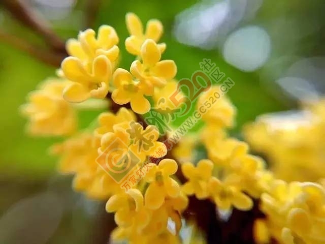 来桂林，你一定要去看的，千万别错过！660 / 作者:离人泪 / 帖子ID:207488