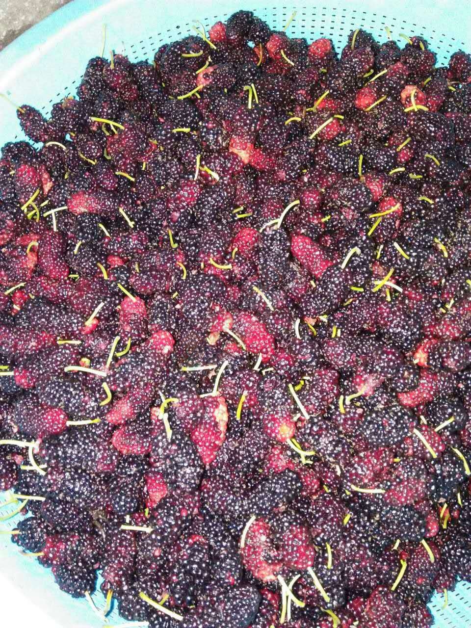 本人有蚕果出售，每斤7.5  - 8,5元，457 / 作者:分类小编 / 帖子ID:207570