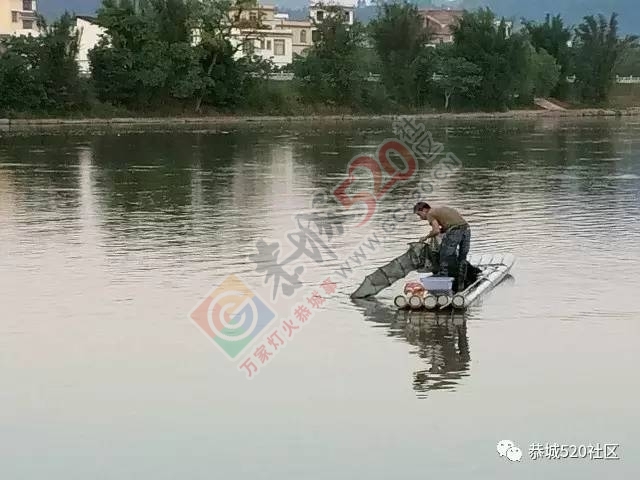 这个后生仔大清早就在滨江苑码头段水域用地笼捕鱼，恭城非法捕鱼为何屡禁不止！391 / 作者:茶江余晖 / 帖子ID:218316