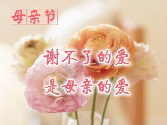 祝福 天下的母亲 节日快乐！606 / 作者:罗少爷 / 帖子ID:224943
