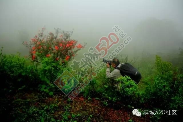 恭城三江棋盘界这四个爬上树赏杜鹃花的“美女”火了！336 / 作者:社区小编 / 帖子ID:226805
