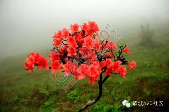 恭城三江棋盘界这四个爬上树赏杜鹃花的“美女”火了！158 / 作者:社区小编 / 帖子ID:226805