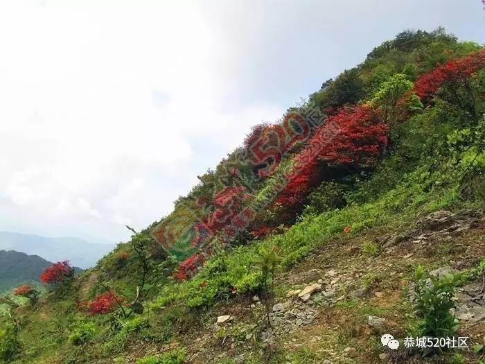 恭城三江棋盘界这四个爬上树赏杜鹃花的“美女”火了！900 / 作者:社区小编 / 帖子ID:226805