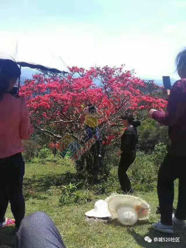 三江棋盘界四美女站杜鹃树上拍照网友质疑P图，请看看这些被踩断的杜鹃树，它们很痛！209 / 作者:摘颗星星送给你 / 帖子ID:227496