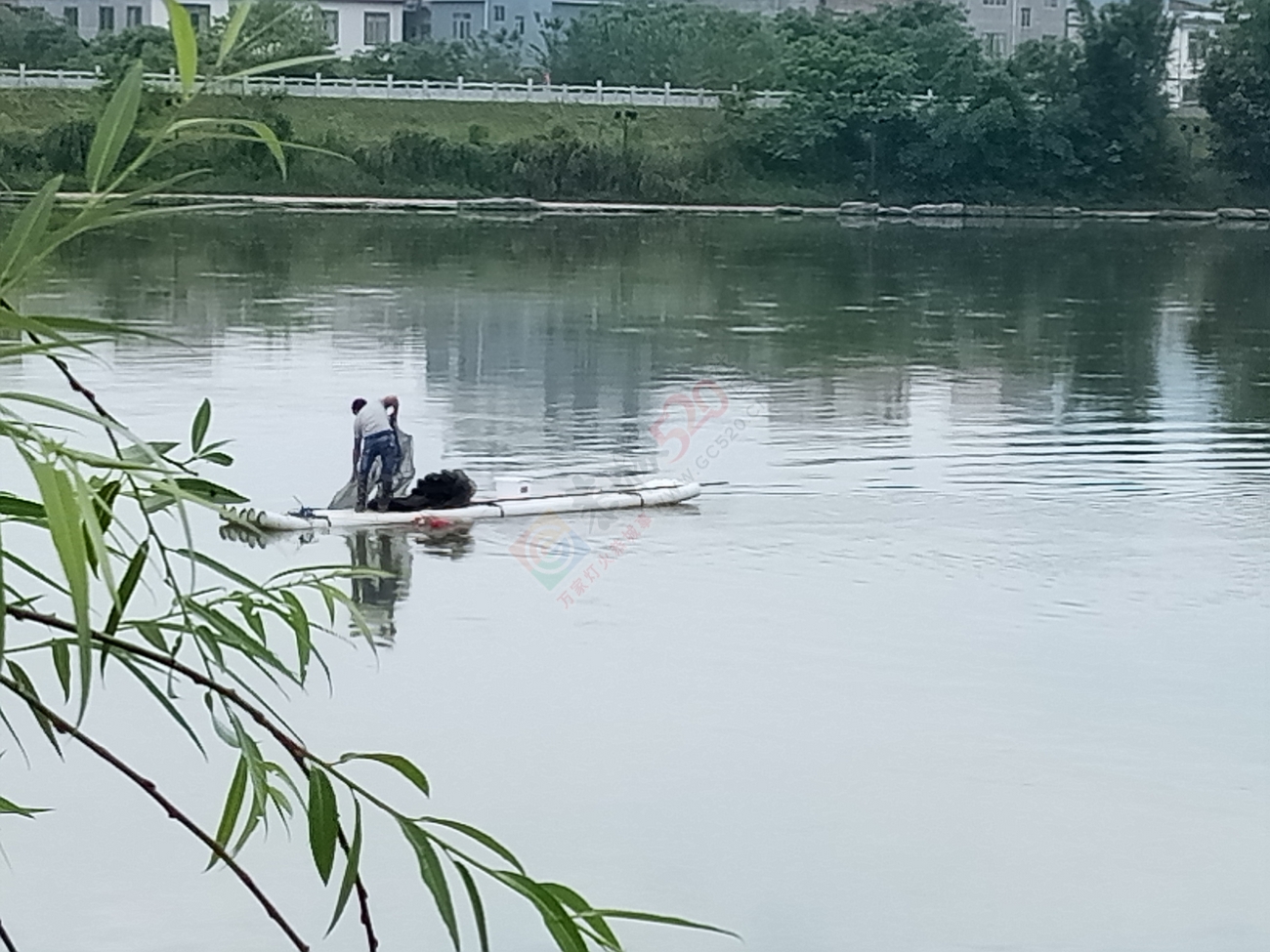 这个后生仔大清早就在滨江苑码头段水域用地笼捕鱼，恭城非法捕鱼为何屡禁不止！991 / 作者:瑶仁 / 帖子ID:218316