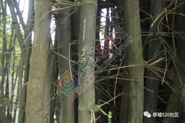相聚●凤岩|记恭城520网友莲花凤岩.欢乐行活动圆满成功！285 / 作者:admin2 / 帖子ID:227689