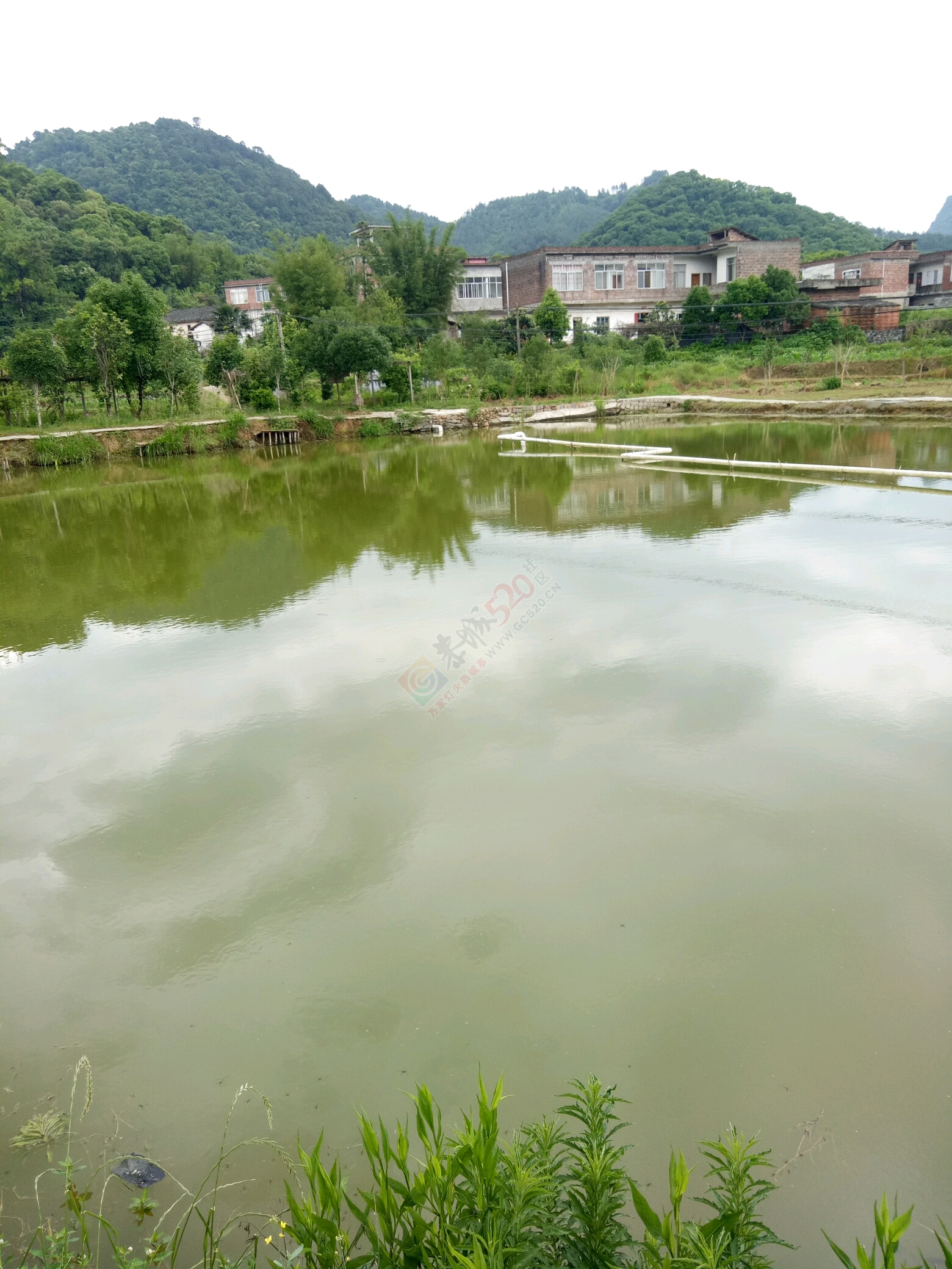 鱼塘出租277 / 作者:17377311870 / 帖子ID:232098