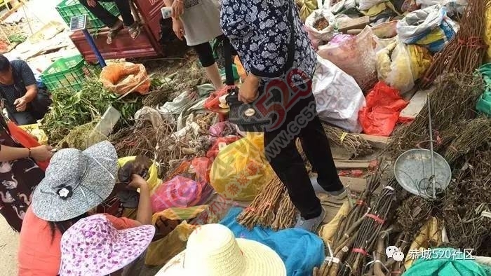 恭城端午药市热闹非凡，瑶医文化传承令人堪忧513 / 作者:啤酒加烤串儿 / 帖子ID:232102