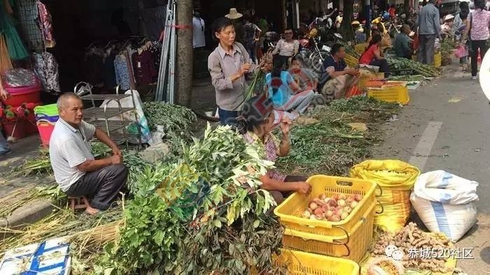 恭城端午药市热闹非凡，瑶医文化传承令人堪忧564 / 作者:啤酒加烤串儿 / 帖子ID:232102