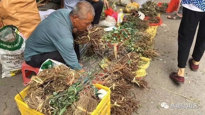 恭城端午药市热闹非凡，瑶医文化传承令人堪忧371 / 作者:啤酒加烤串儿 / 帖子ID:232102