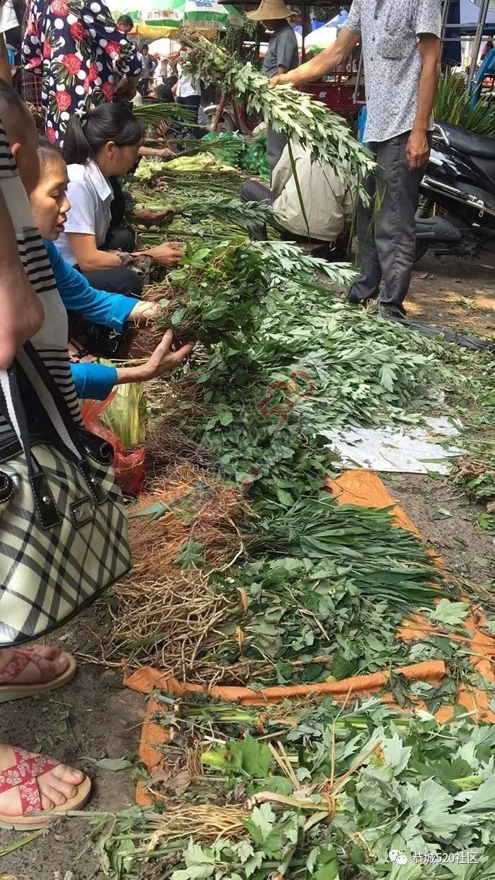 恭城端午药市热闹非凡，瑶医文化传承令人堪忧972 / 作者:啤酒加烤串儿 / 帖子ID:232102