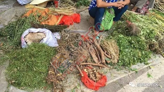 恭城端午药市热闹非凡，瑶医文化传承令人堪忧442 / 作者:啤酒加烤串儿 / 帖子ID:232102