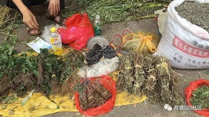 恭城端午药市热闹非凡，瑶医文化传承令人堪忧332 / 作者:啤酒加烤串儿 / 帖子ID:232102