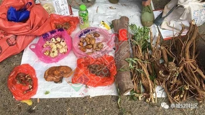 恭城端午药市热闹非凡，瑶医文化传承令人堪忧434 / 作者:啤酒加烤串儿 / 帖子ID:232102