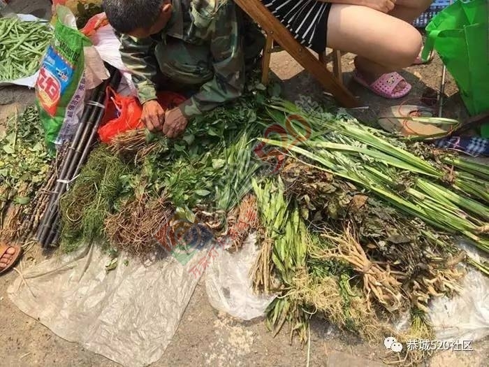 恭城端午药市热闹非凡，瑶医文化传承令人堪忧887 / 作者:啤酒加烤串儿 / 帖子ID:232102
