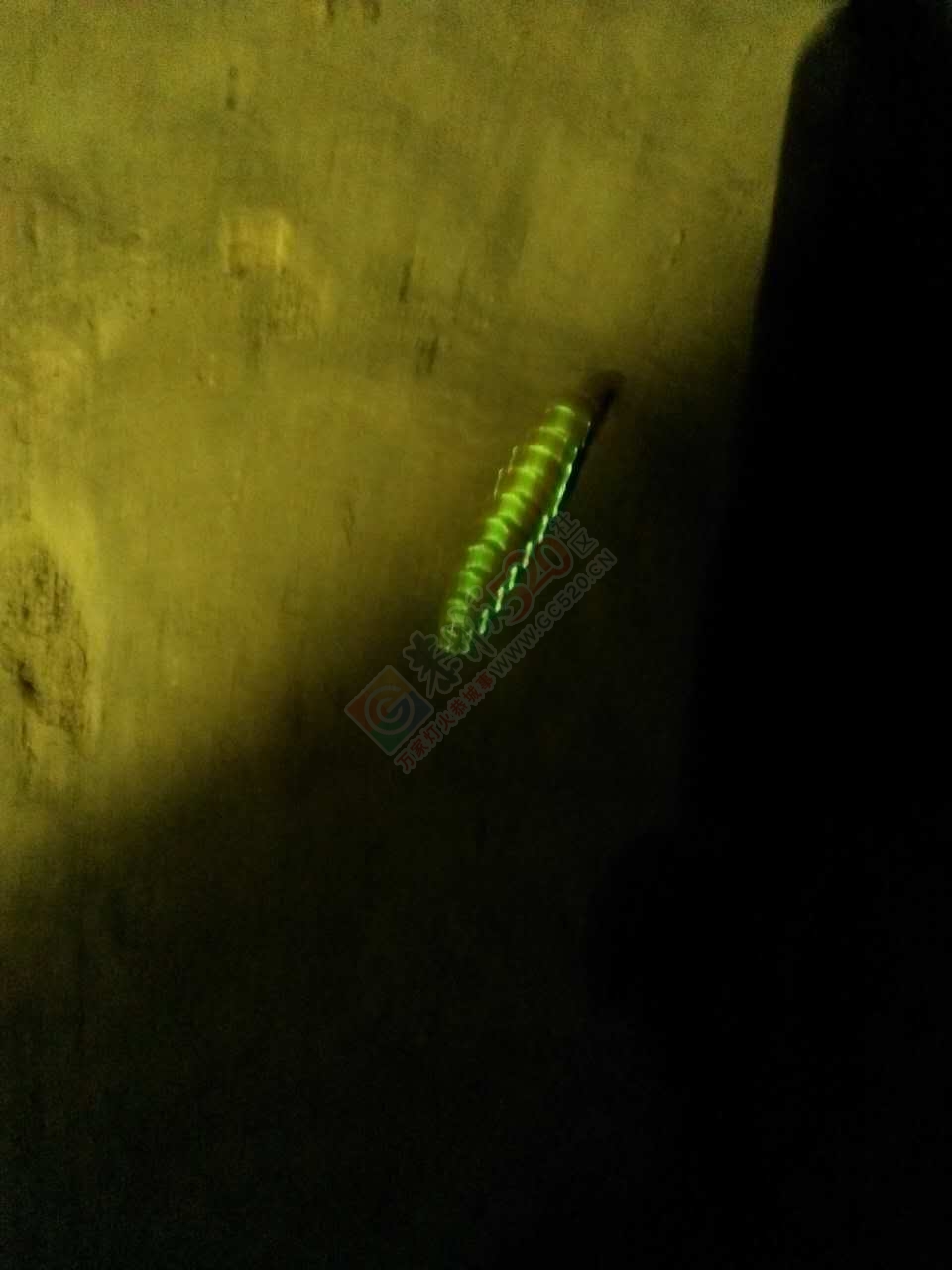 在三江黄坪发现一条蚕虫，居然全身会发光。。。967 / 作者:三江黄坪 / 帖子ID:232150