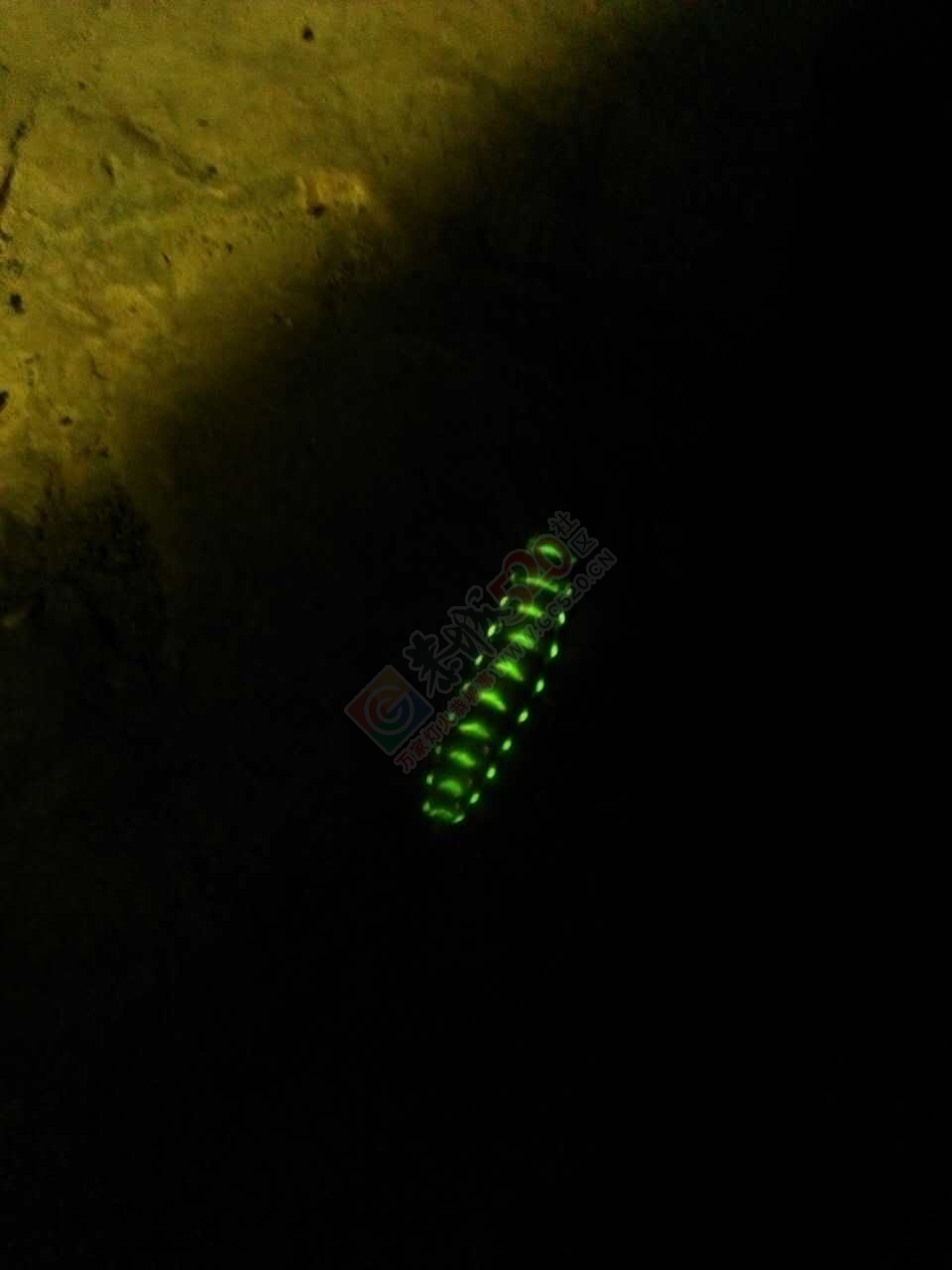 在三江黄坪发现一条蚕虫，居然全身会发光。。。92 / 作者:三江黄坪 / 帖子ID:232150