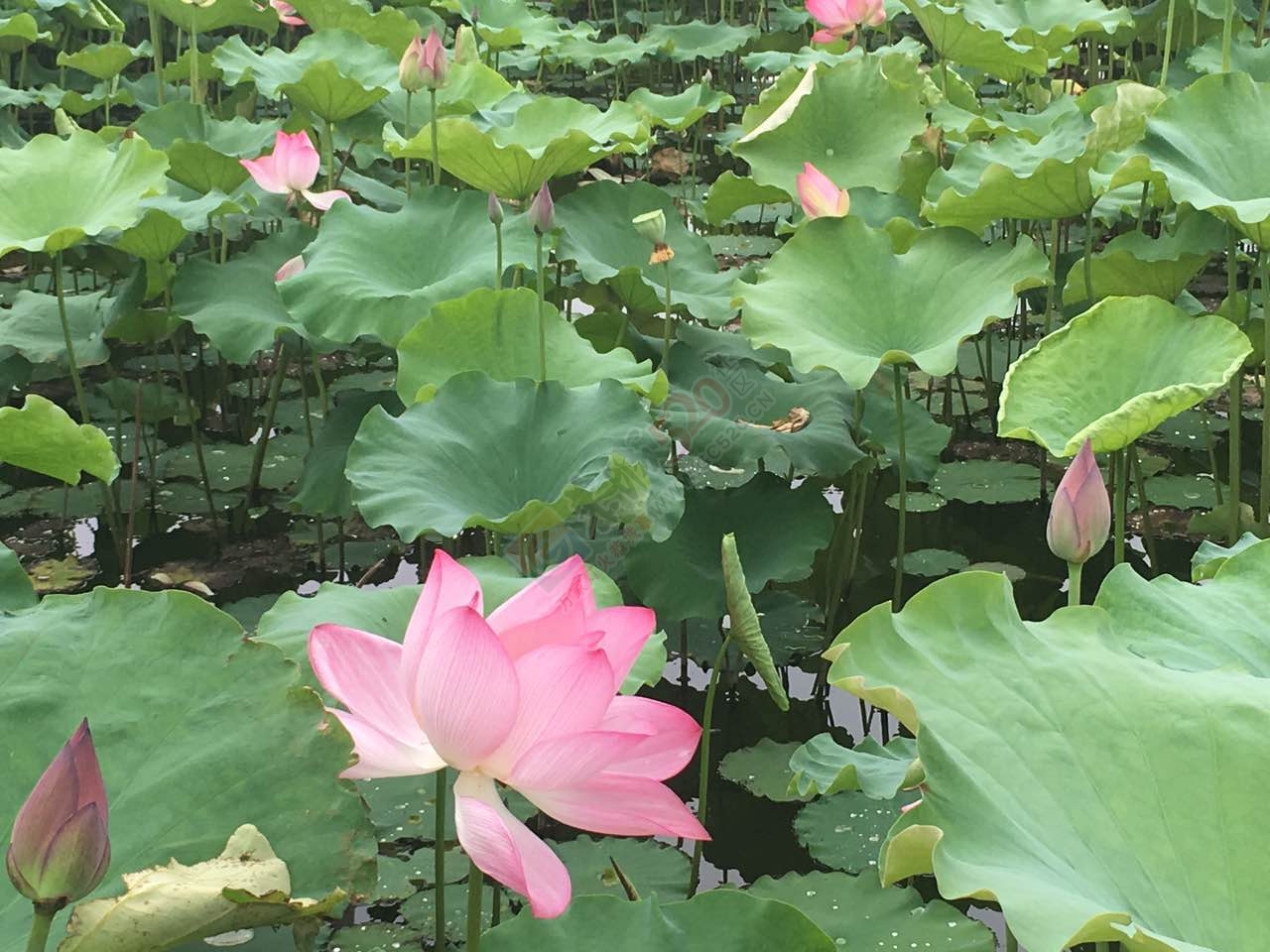 邓扒看荷花克啦383 / 作者:莲花的烂崽 / 帖子ID:232182