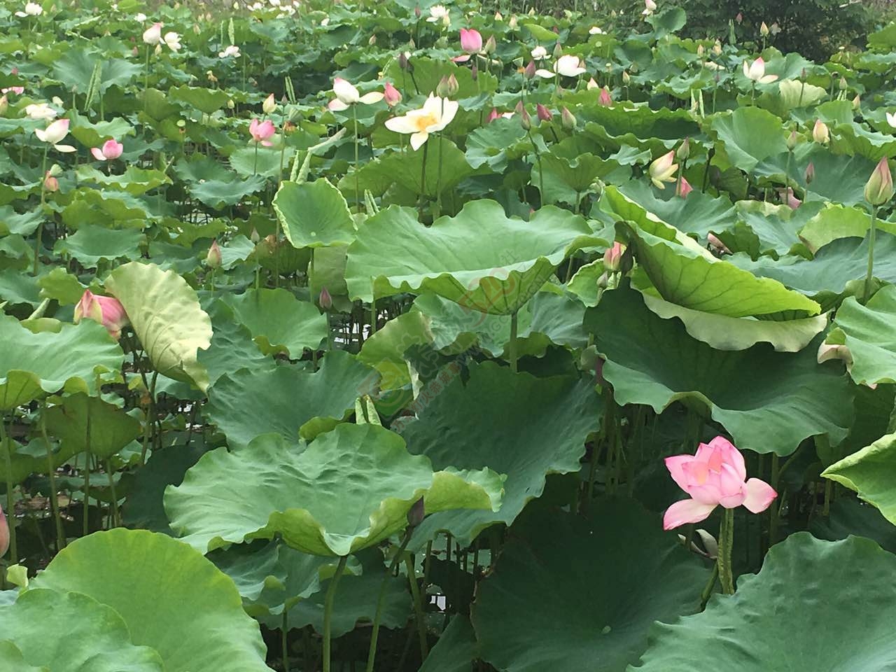 邓扒看荷花克啦503 / 作者:莲花的烂崽 / 帖子ID:232182