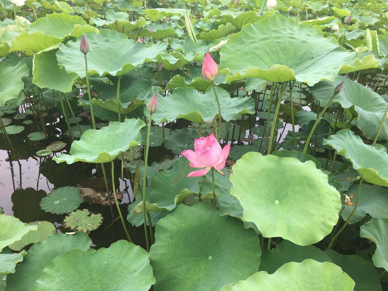 邓扒看荷花克啦163 / 作者:莲花的烂崽 / 帖子ID:232182