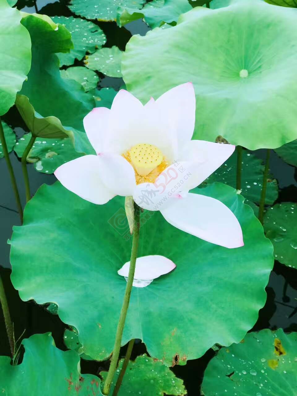 邓扒看荷花克啦294 / 作者:莲花的烂崽 / 帖子ID:232182