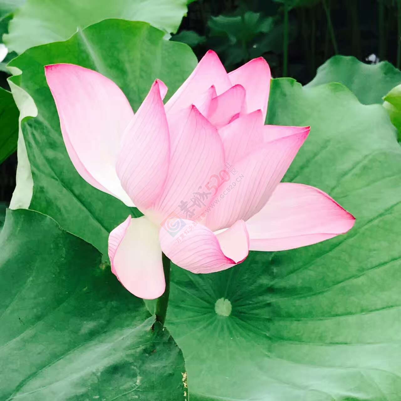 邓扒看荷花克啦32 / 作者:莲花的烂崽 / 帖子ID:232182
