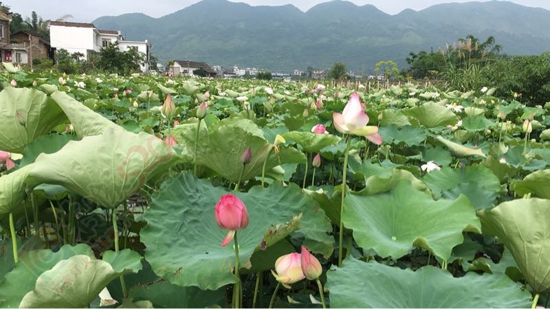 邓扒看荷花克啦887 / 作者:234340932 / 帖子ID:232182