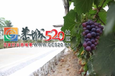 厉害了！恭城镇被中央点名了！848 / 作者:花花菌 / 帖子ID:232222