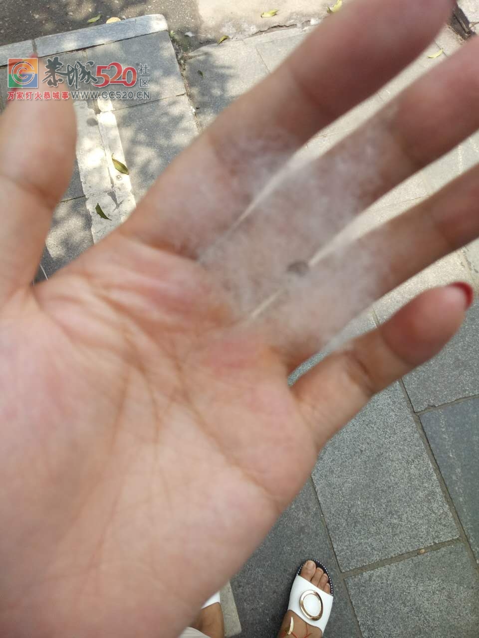 烈日炎炎下，大恭城竟“六月飞雪”？709 / 作者:A梦angel / 帖子ID:232239