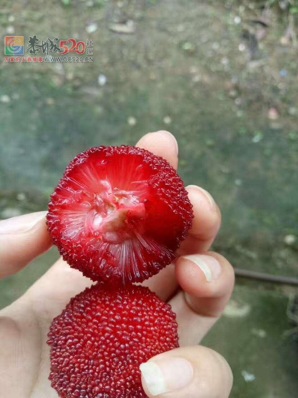 捡杨梅啦啦~6 / 作者:小夏天 / 帖子ID:232252