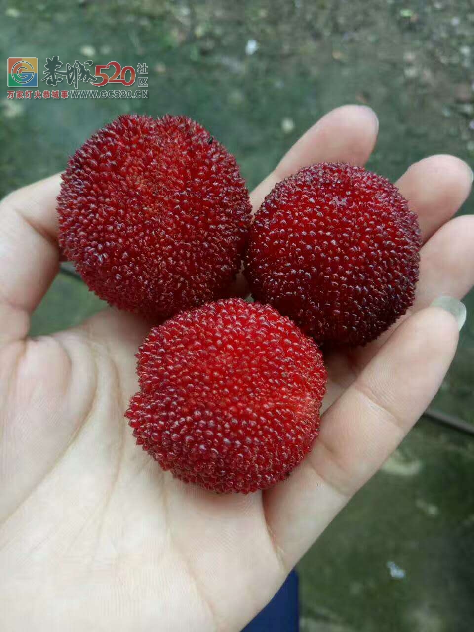 捡杨梅啦啦~548 / 作者:小夏天 / 帖子ID:232252