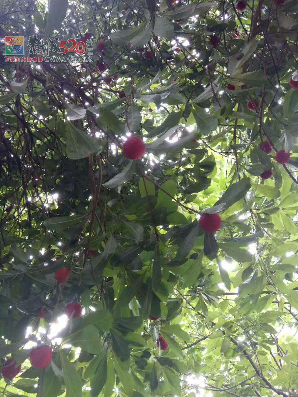 捡杨梅啦啦~695 / 作者:小夏天 / 帖子ID:232252