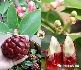 聪明的农民伯伯都知道恭城这几家农资店,让你的果树田地远离病害!180 / 作者:狗婆蛇 / 帖子ID:232264