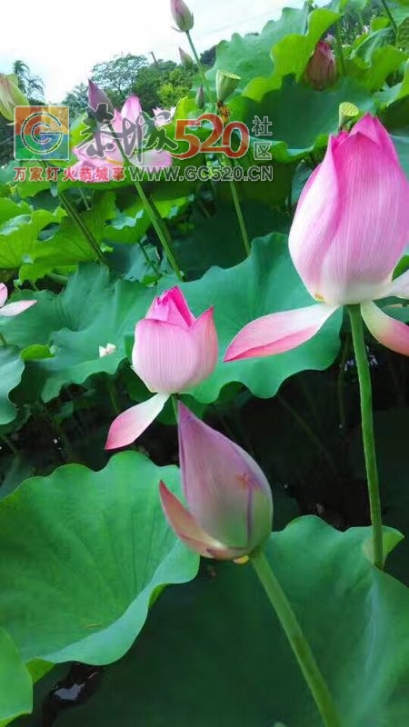 邓扒新村一日游282 / 作者:丽丽看花 / 帖子ID:232292