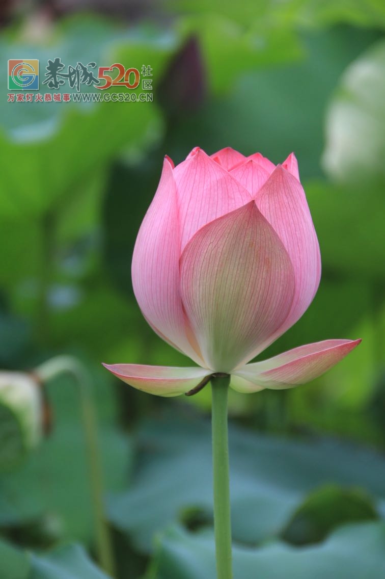 邓扒荷花、我们有个约会342 / 作者:234340932 / 帖子ID:232421