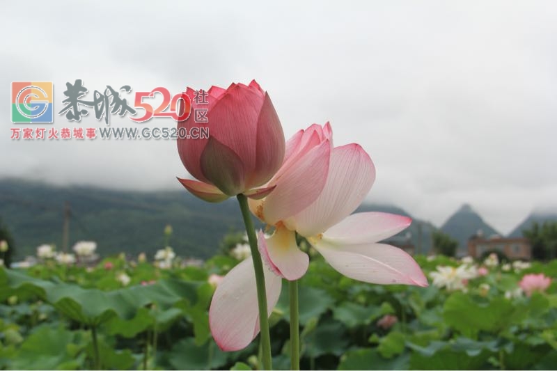 邓扒荷花、我们有个约会491 / 作者:234340932 / 帖子ID:232421