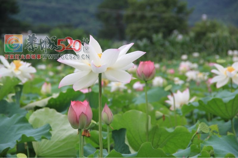 邓扒荷花、我们有个约会581 / 作者:234340932 / 帖子ID:232421