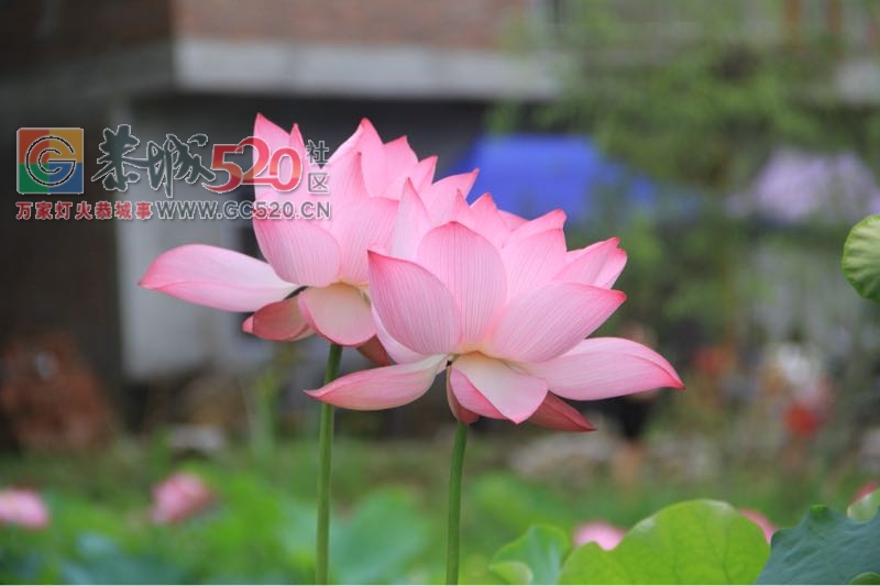 邓扒荷花、我们有个约会188 / 作者:234340932 / 帖子ID:232421
