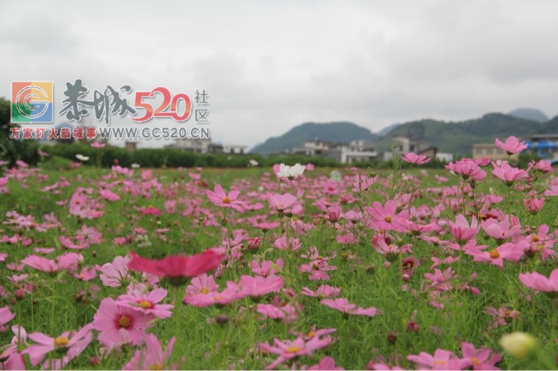 邓扒荷花、我们有个约会368 / 作者:234340932 / 帖子ID:232421